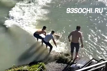 В Сочи прохожие спасли тонувшего в реке лабрадора