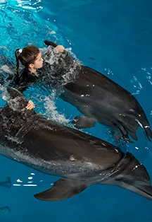 Плавание с Дельфинами