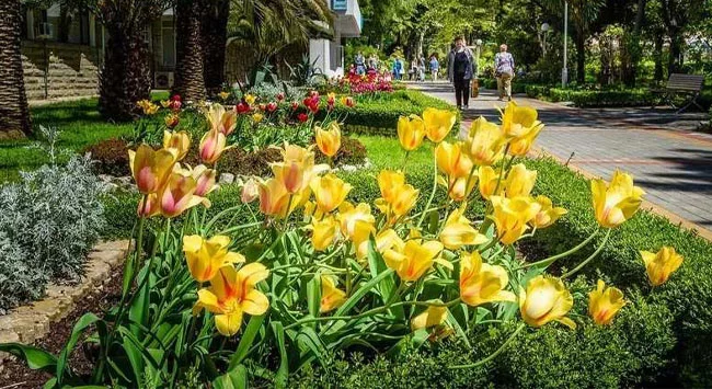 Почти полмиллиона цветов будет высажено в Сочи к началу летнего курортного сезона.