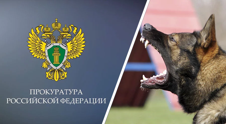 Прокуратура Хостинского района города Сочи проводит проверку в связи с нападением собаки на ребенка.